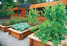 ogródek warzywny