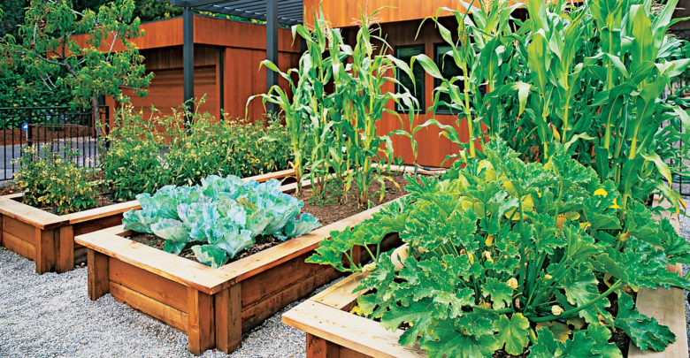 ogródek warzywny